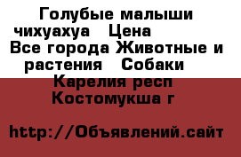 Голубые малыши чихуахуа › Цена ­ 25 000 - Все города Животные и растения » Собаки   . Карелия респ.,Костомукша г.